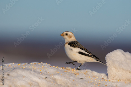 Snow buntings in harsh Canadian winter