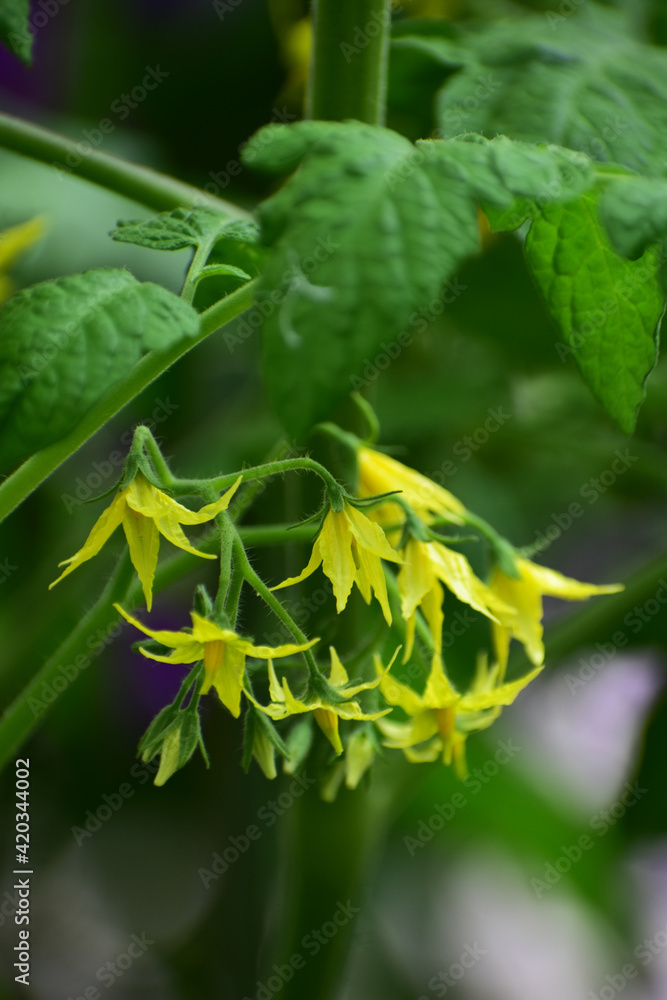 家庭菜園のミニトマトの黄色い花 Stock Photo Adobe Stock