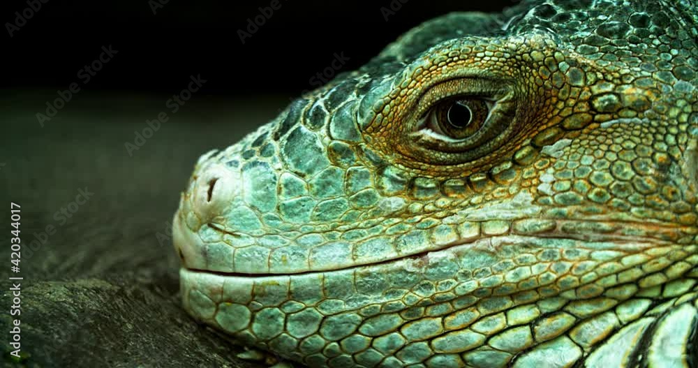 Iguana also known as Common iguana or American iguana. Selective focus. Iguana also known as Common iguana or American iguana. Selective focus.
