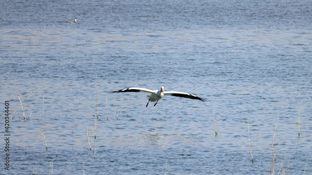 Slow motion of the Pelican landing in the lake Slow motion of the Pelican landing in the lake