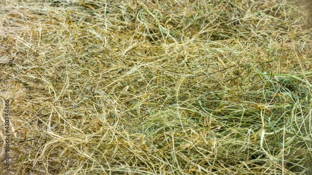 Close up of straw background texture Close up of straw background texture