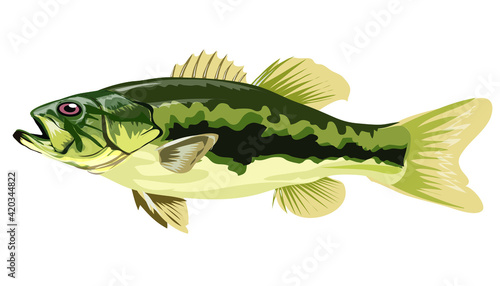 Largemouth Bass, fish on a hook