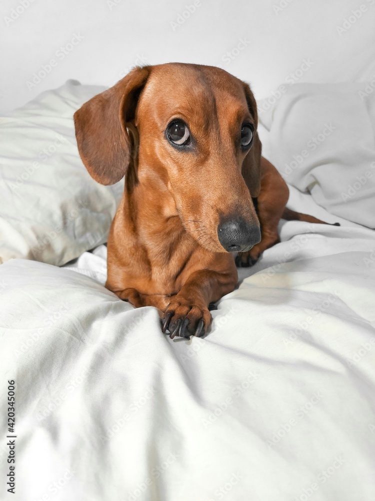 Wiener dog (Dachshound) in bed