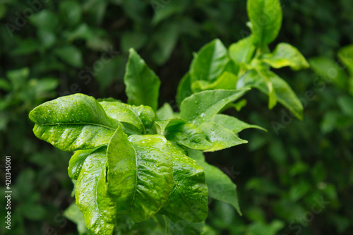 Wallpaper Mural Lluvia de Verano Torontodigital.ca