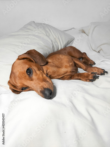 Wiener dog (Dachshound) in bed