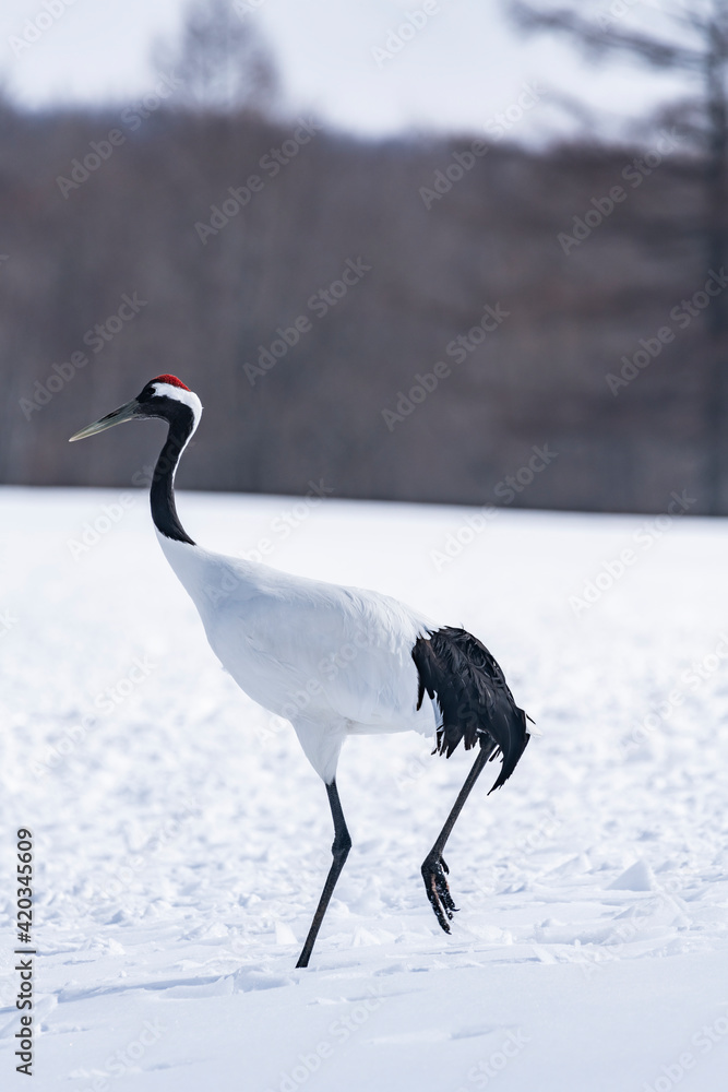 Obraz premium Japanese crane in Tsurui village,Kushiro,Hokkaido,Japan 