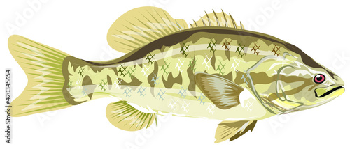 Guadalupe Bass, fish on white background