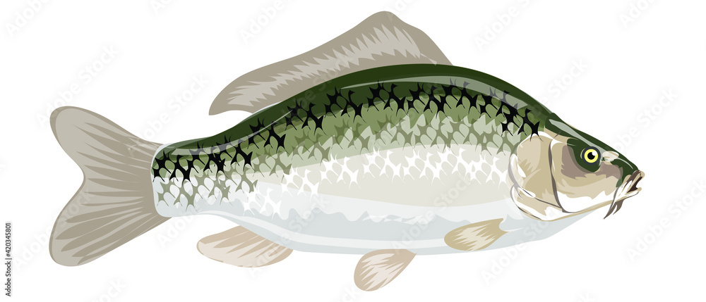 Fototapeta premium Ciprinus carpio, Carp freshwater fish isolated on white