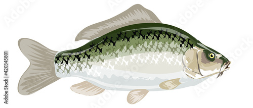 Ciprinus carpio, Carp freshwater fish isolated on white