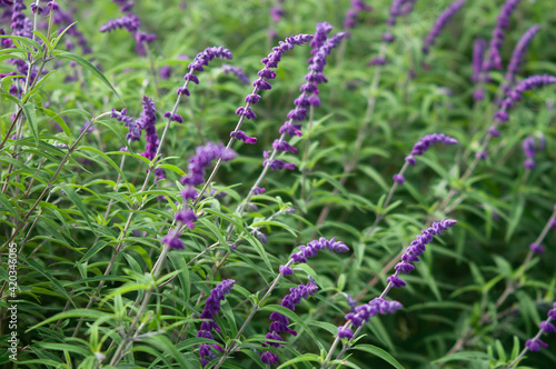 purple flower field