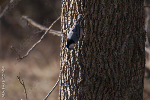 blue jay bird on a tree