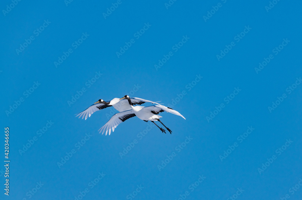 Obraz premium Japanese crane