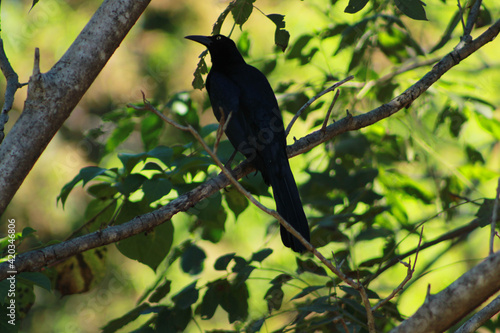 blackbird © David