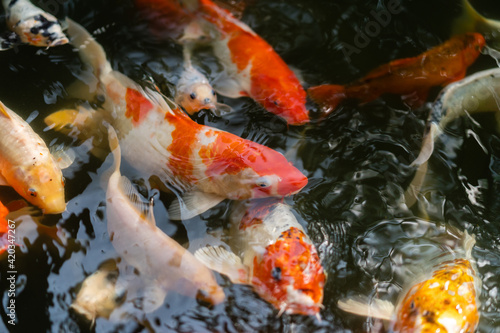 Koi fish or carp fish swimming in pond