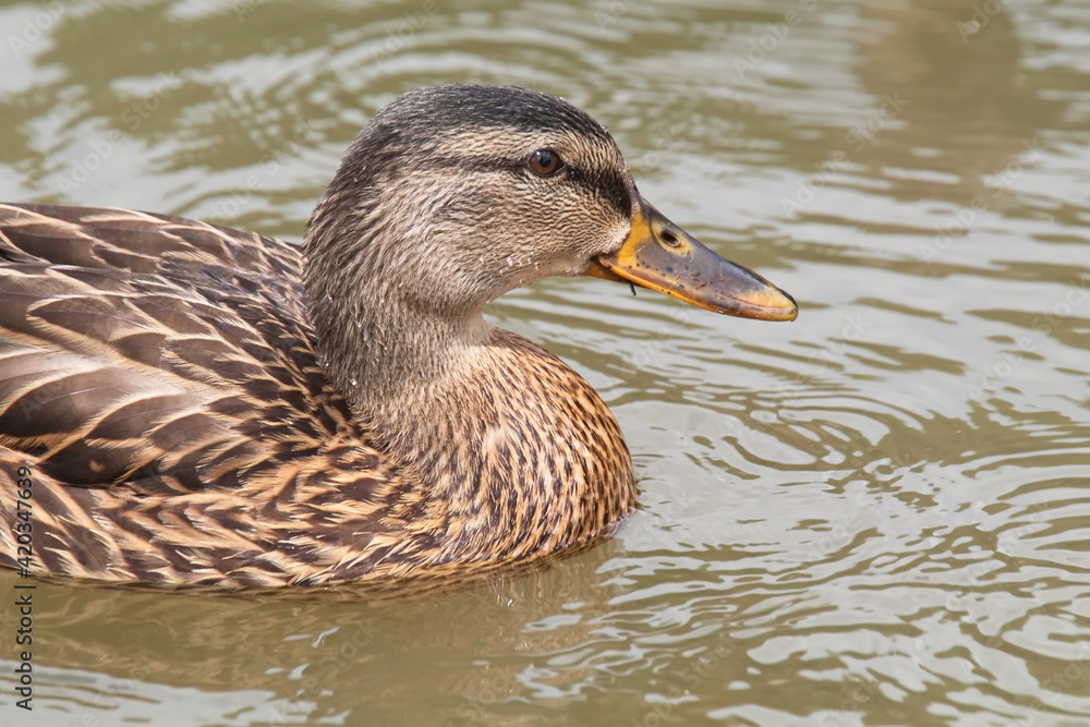 Female Mallard Duck Posing for Portrait Female Mallard Duck Posing for Portrait