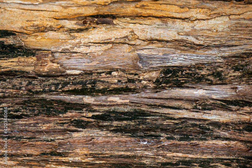 Embossed texture of bark of Thai Bungor (Lagerstroemia loudonii) Embossed texture of bark of Thai Bungor (Lagerstroemia loudonii)