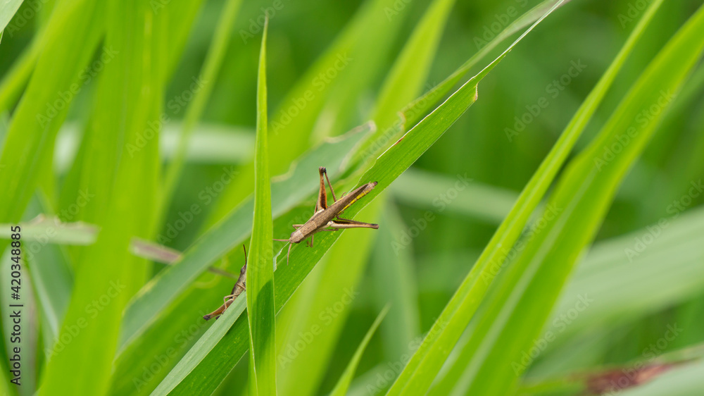 A grasshopper is perching on a leaf. This type of pest is not harmful to farmers' crops A grasshopper is perching on a leaf. This type of pest is not harmful to farmers' crops