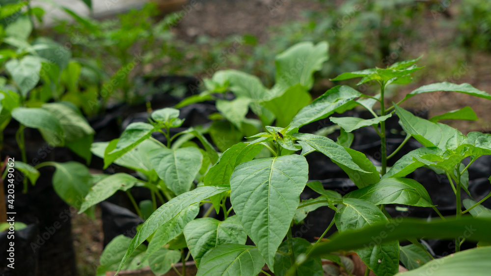 Cultivation of chilies in polybags, one of the planting methods using a narrow area Cultivation of chilies in polybags, one of the planting methods using a narrow area
