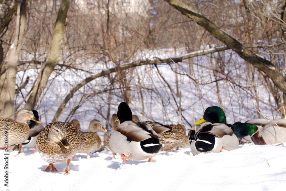ducks and mallard in the snow ducks and mallard in the snow