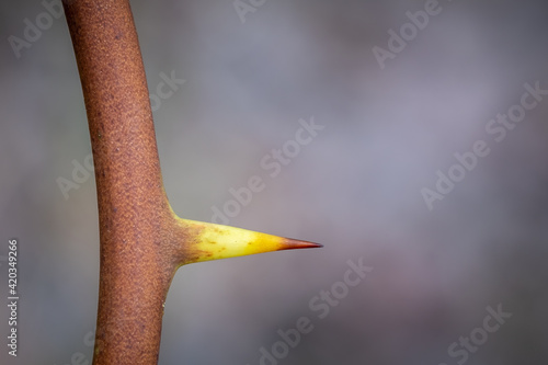 Macro of a single thorn of a Roundleaf Greenbrier (Smilax rotundifolia), with plenty of room for text. photo