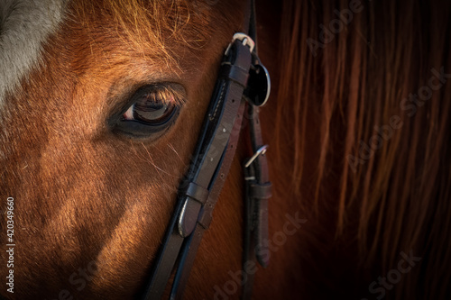 Fotografi Close up of a horse's head, with focus on his calm trusting eye.