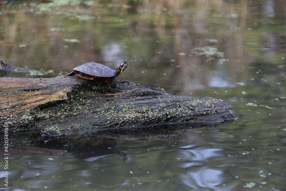 Obraz premium turtle in the pond