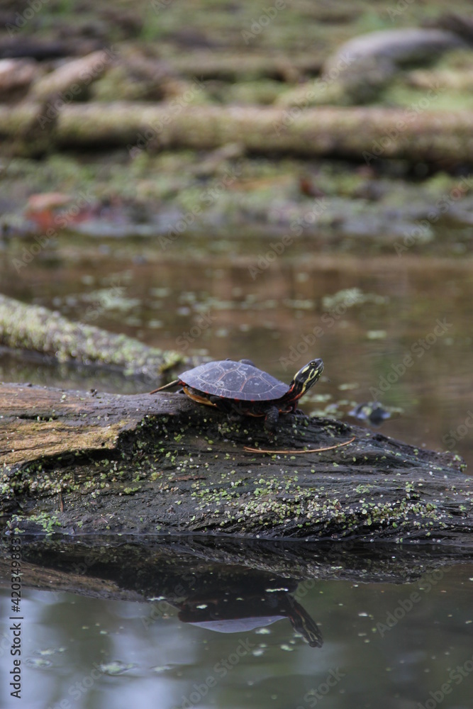 Obraz premium turtle in the pond