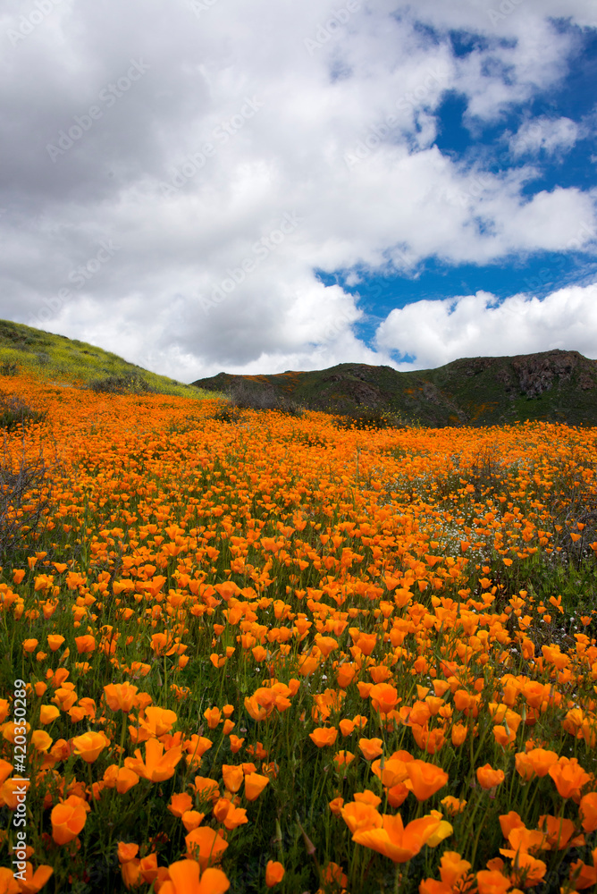 Superbloom of golden poppies in the Walker Canyon area near Lake Elsinore in Southern California
