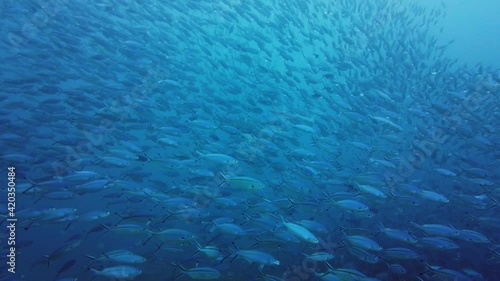 Large school of fusillier fish swimming rapidly in the same direction, shadow of a predator in the back photo