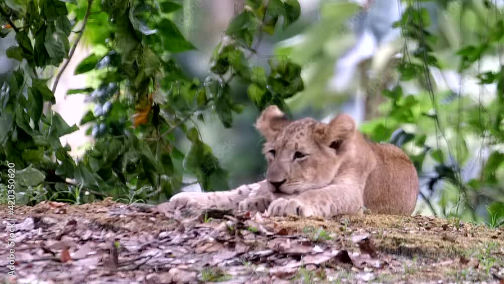 Simba Lion Cub At Singapore Zoo Lion Cub Lying On Forest Ground With