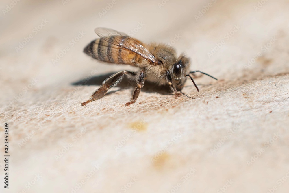 Macro shot of honeybee standing on top of a white leather glove. Macro shot of honeybee standing on top of a white leather glove.