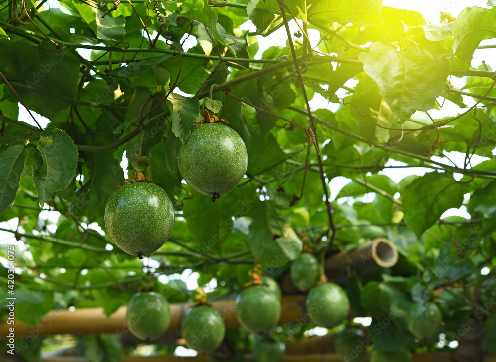 Passion fruit tree isolated in the garden Passion fruit tree isolated in the garden