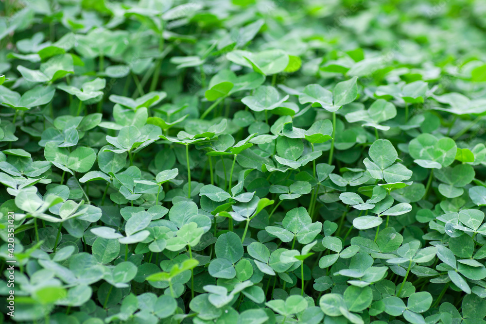 The background of clover with green oil The background of clover with green oil