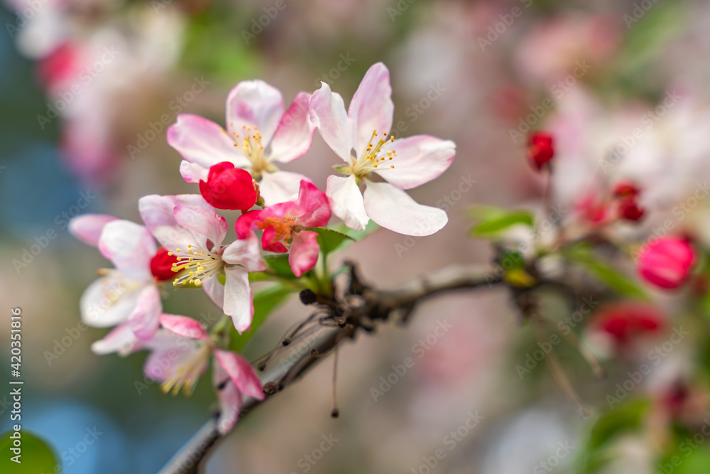 White flower and pink bud on apple tree. Blooming apple tree in spring. Close-up White flower and pink bud on apple tree. Blooming apple tree in spring. Close-up