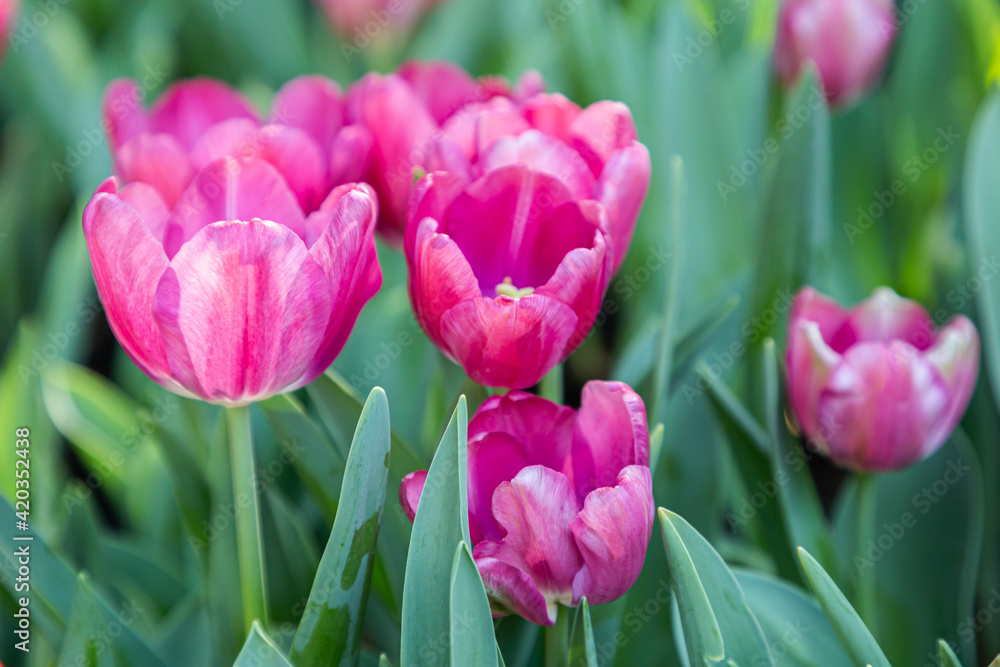 Fresh colorful tulip flowers in the garden at spring day Fresh colorful tulip flowers in the garden at spring day