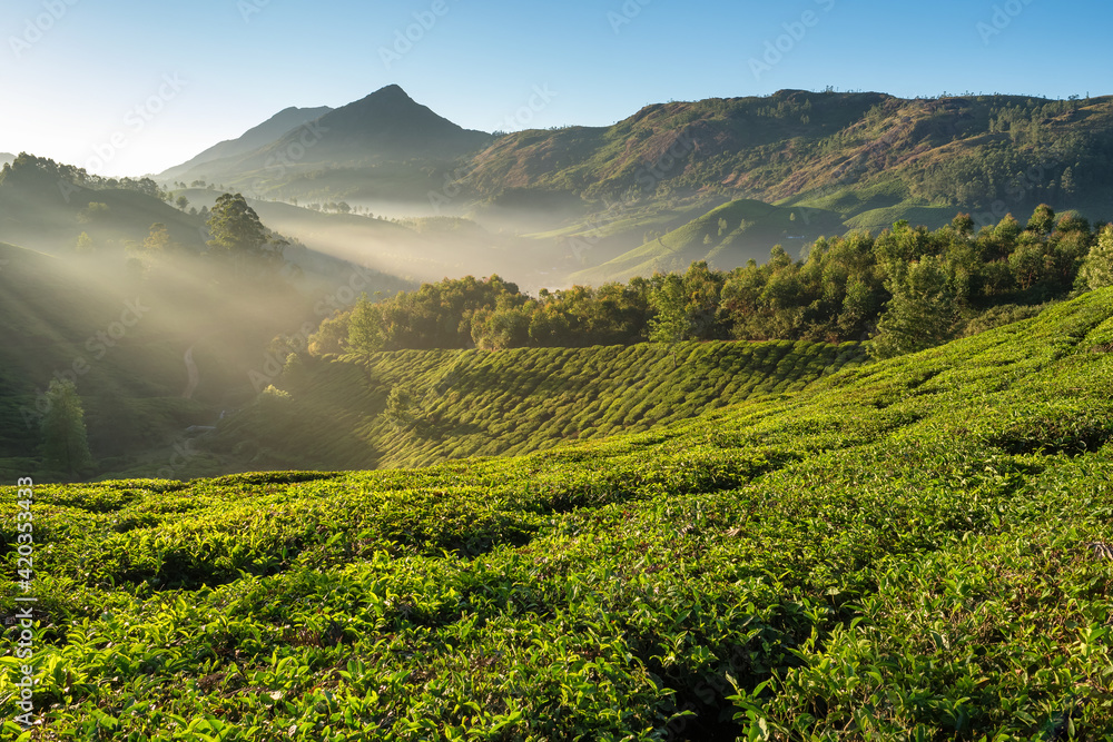 Beautiful fresh green tea plantations landscape in Munnar, Kerala, India