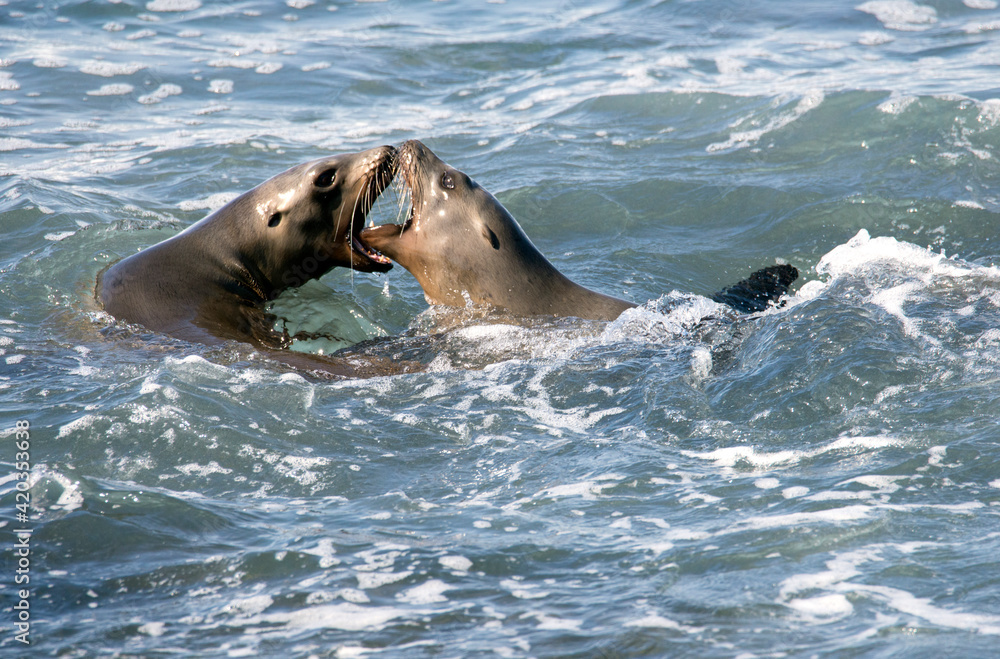 Obraz premium Sea lions doing battle in the Pacific ocean near La Jolla California