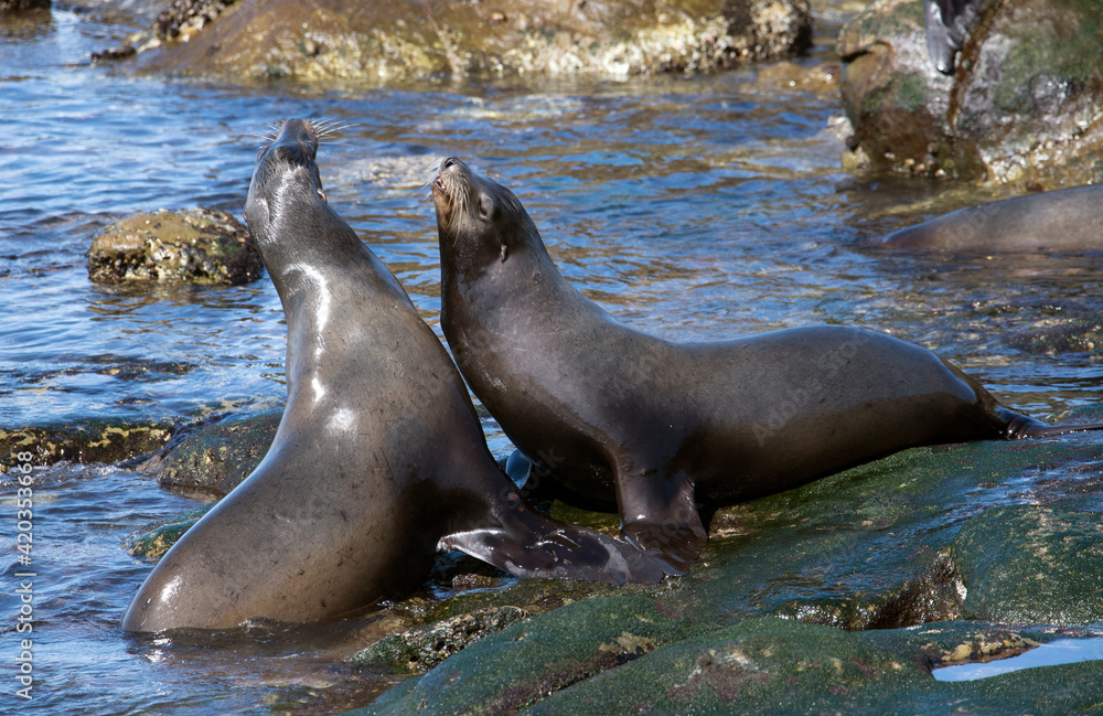 Fototapeta premium Sea lions doing battle in the Pacific ocean near La Jolla California
