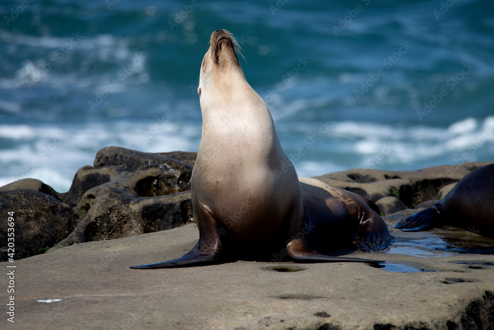 Fototapeta premium Sea lion getting some sun with a yoga like stretch in Pacific ocean near La Jolla California