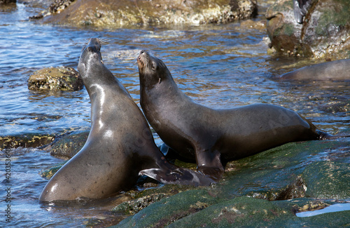Sea lions doing battle in the Pacific ocean near La Jolla California