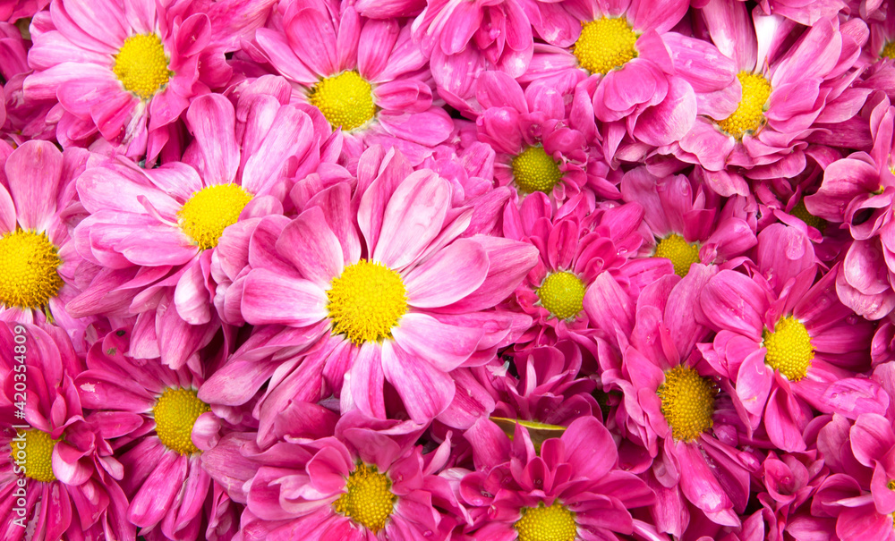 Pink flower beautiful blooming background Pink flower beautiful blooming background
