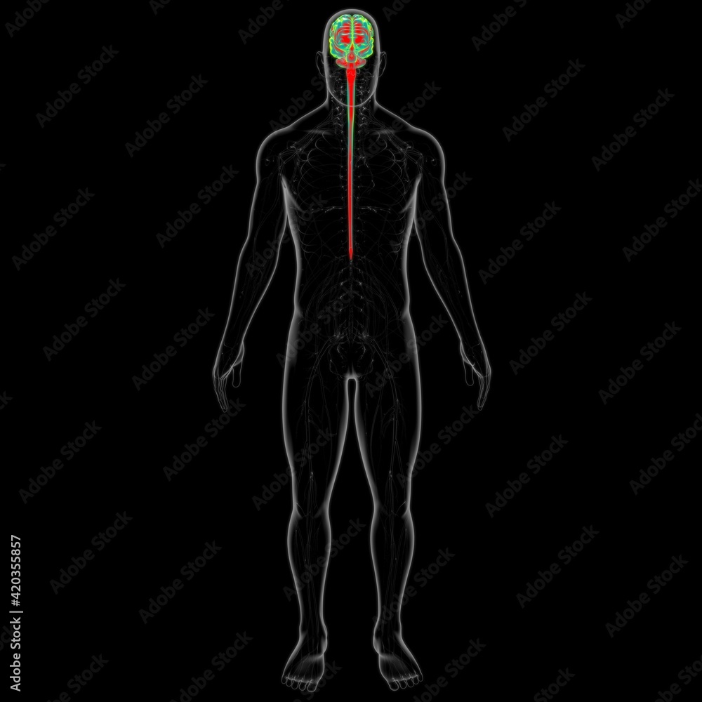 Human Brain Anatomy For Medical Concept 3D Human Brain Anatomy For Medical Concept 3D