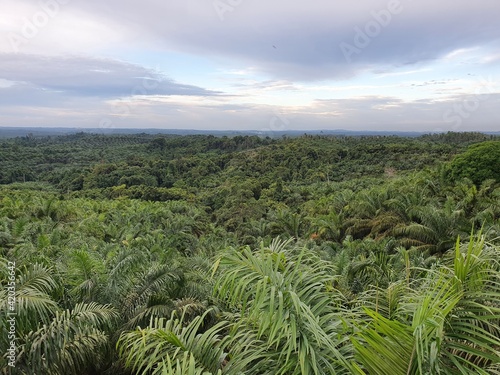 Palm oil plantation farm garden in Asia, Indonesia