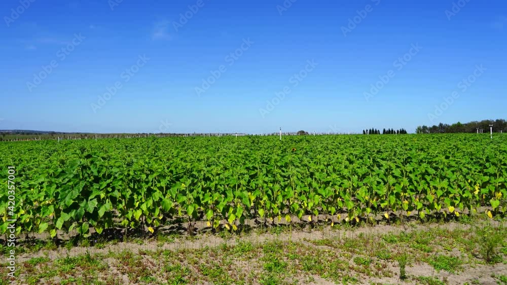 A modern you pick sunflower farm A modern you pick sunflower farm