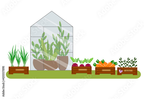 Greenhouse with flowers and boxes with carrots, green onions, beets. Illustration of the interior of a vegetable garden or garden. Vector illustration. For use in decor, flyers, leaflets and brochures