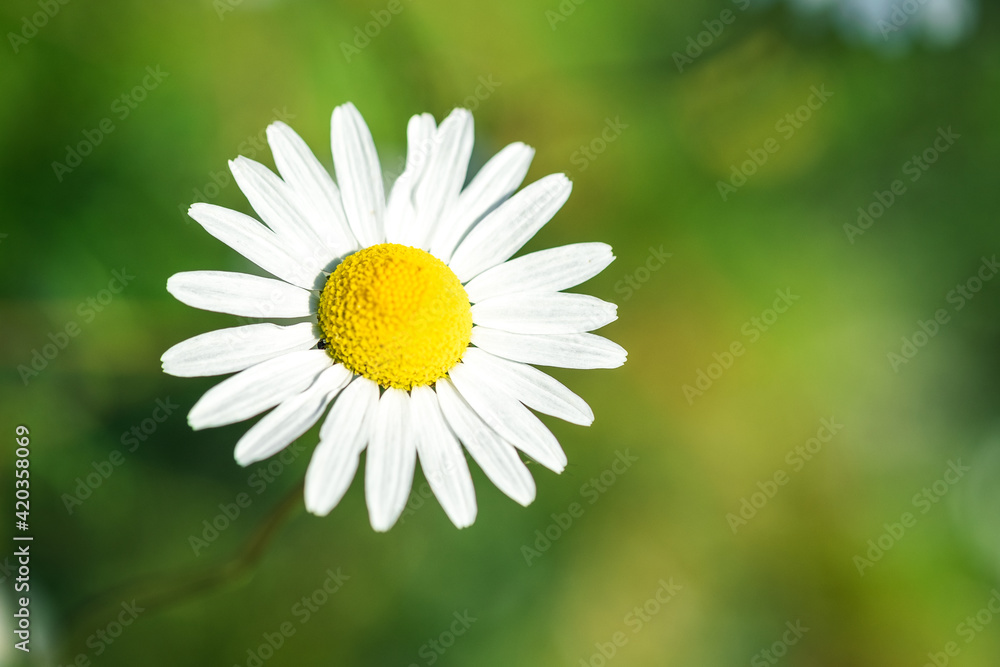 Close-up of chamomile flower on green nature background. Flower background. Copy space. Soft focus - Image Close-up of chamomile flower on green nature background. Flower background. Copy space. Soft focus - Image