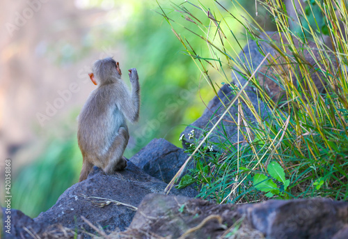 Little Monkey sitting on rock and posing to camera   © V.R.Murralinath