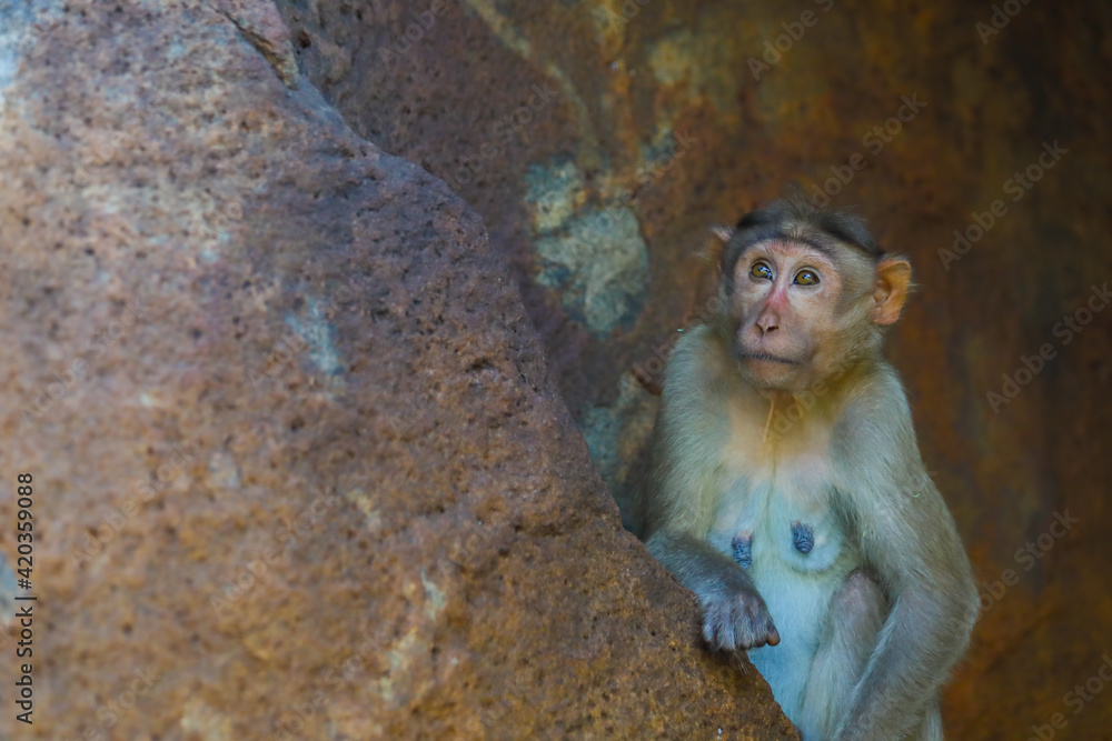 Monkey sitting on rock and posing to camera	

