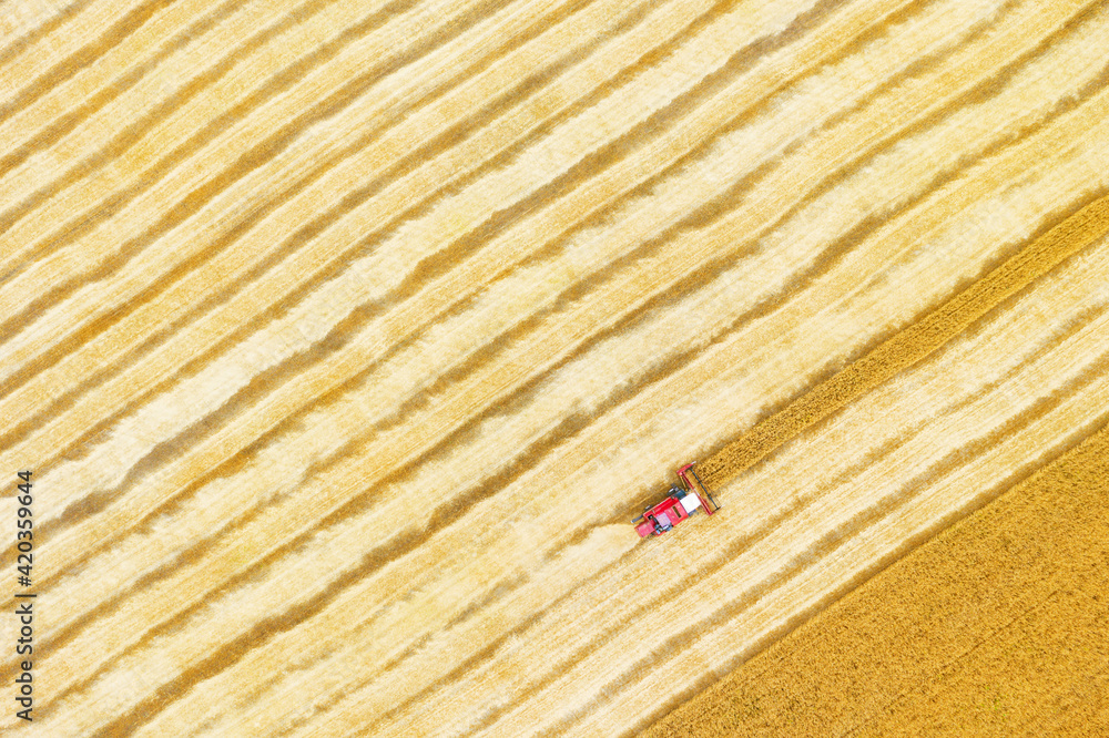 Combine harvester harvests wheat in the field at sunset in autumn in Russia. view from a height of equipment and field Combine harvester harvests wheat in the field at sunset in autumn in Russia. view from a height of equipment and field