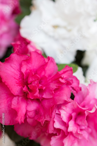 Pétalos de flor de azaleas